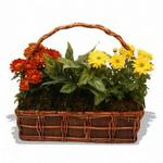 Gardeners Favourite