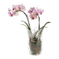 Phalaenopsis Orchid Plant In Glass