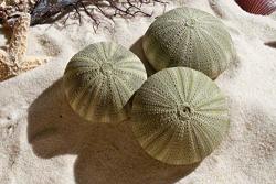 1 Pckg Of Green Sea Urchins Cae Pack 3