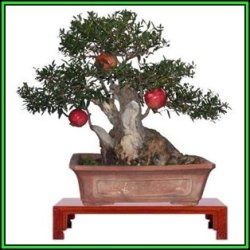 Punica Granatum Var. Nana - Dwarf Pomegranate Bonsai - 10 Seeds + Bonsai Ebook New