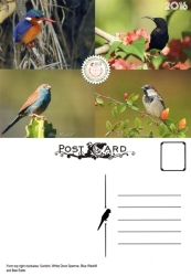 Malawi - 2016 Indigenous Birds Postcard