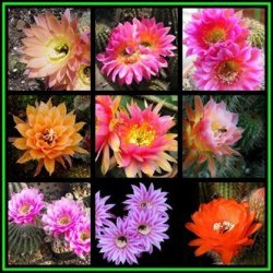 Echinopsis Mixed Species - 100 Bulk Seed Pack - Exotic Cactus - Combined Shipping New