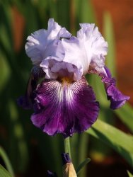 Iris Plants: 'total Obsession' - Breathtaking Colour For Your Spring Garden