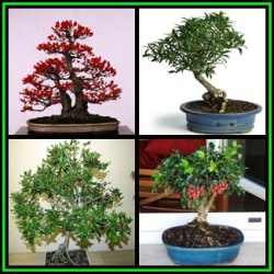 10 Ilex Aquifolium Bonsai Seeds - Christmas Holly + 20 Free Ficus Bonsai Seeds & Bonsai Ebook