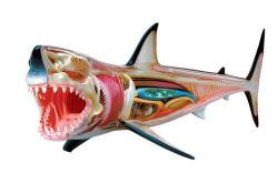 Jeronimo Animal Anatomy Shark