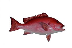 Home Comforts Laminated Poster Red Snapper Fish Mount Animals Poster Print 24X 36