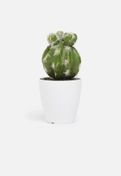 Echino MINI Potted Cactus