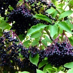 15 Black Elderberry European Elderberry Seeds - Sambucus Nigra Edible Fruit Tree Seeds