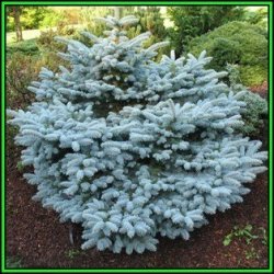 Picea Pungens Glauca - 50 Seeds - Colorado Blue Spruce Tree Or Shrub New