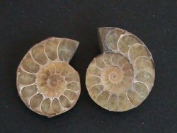 Ammonite Fossil Pair. Nice Light Color