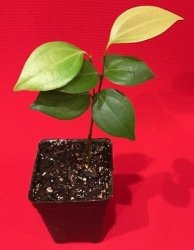 Ceylon Cinnamon Cinnamomum Zeylanicum Starter Plant Potted Tree Spice Tea