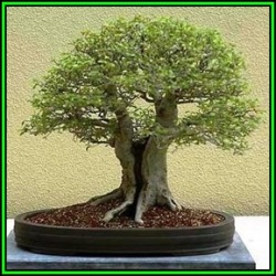 20 Celtis Sinensis Or Chinese Hackberry Seeds + Free Bonsai Ebook + Free Seeds With All Orders