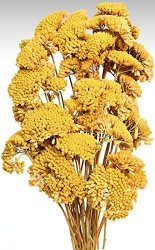 Dried Yarrow Flower Bunch 4-5 Oz 10-15 Stems 12-18IN. Long Yellow -- Single Bunch
