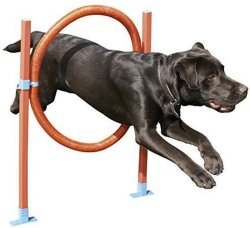 Dog Agility Hoop Jump