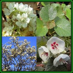 Dombeya Rotundifolia - Wild Pear - 10 Seed Pack - Indigenous Flowering Tree Seeds - New