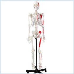 Wellden Medical Life-size Anatomical Human Skeleton Model Muscular Painted Numbered 170CM W nerves Stand Included
