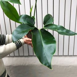 Philodendron Goeldii - In 14CM Nursery Pot Smaller Plant