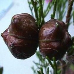 10 Mountain Cedar - Widdringtonia Nodiflora Tree Seeds - Indigenous To South Africa