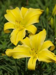 Daylily Plants: Mpl Madness Huge The Name Says It All