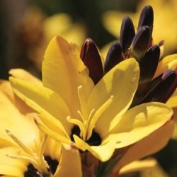 10 Ixia Dubia Seeds - Indigenous South African Native Perennial Bulb Seed From Africa