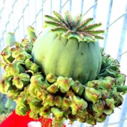 20 Hens & Chicks Poppy Seeds - Papaver Somniferum Hens & Chicks Seeds - Frost Hardy Annual