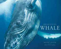 Beautiful Whale Hardback