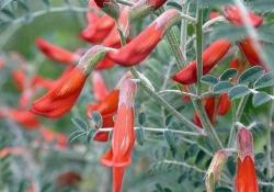 Sutherlandia Frutescens - Cancer Bush - Indigenous South African Shrub - 10 Seeds