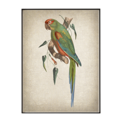 Red Fronted Macaw Art Print - A3 420X297 Mm