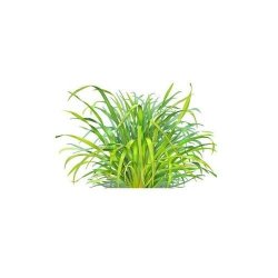 Lemongrass HYDROSOL Organic - 500 Ml