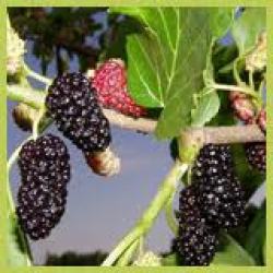 Berries - Mulberry Tree Seeds 10 Seeds