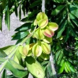 10 Combretum Erythrophyllum Tree Seeds - River Bushwillow - Indigenous