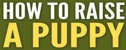 How To Raise A Puppy
