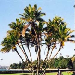 10 Wild Date Palm Tree Seeds Phoenix Reclinata - Indigenous Fruit