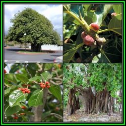 Ficus Benghalensis Indian Banyan Fig Evergreen Tree 20 Seed Pack - New