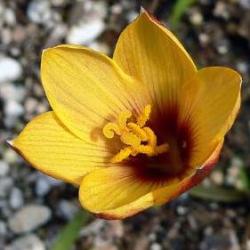 10 Habranthus Tubispathus Seeds - Coppery Rain Lily + Lots Of Free Seeds With All Orders