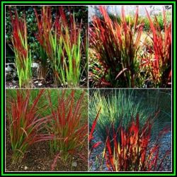 Satintail Grass - Imperata Cylindrica - 20 Seed Pack - Ornamental Grass - New