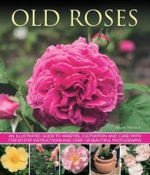 Old Fashioned Roses - Andrew Mikolajski Paperback