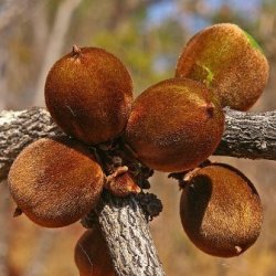 10 Sand Jackal-berry - Diospyros Batocana Seeds - Indigenous Fruit Tree - Edible