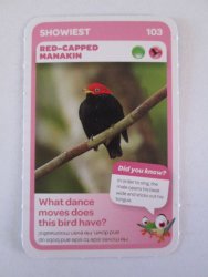 Deals on Red-capped Manakin - Pick N Pay Super Animals Trading Card |  Compare Prices & Shop Online | PriceCheck