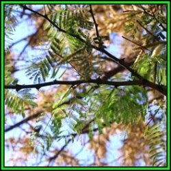 10 Acacia Galpinii Seeds - Monkey Thorn Tree - Apiesdoring - Combined Global Shipping - New