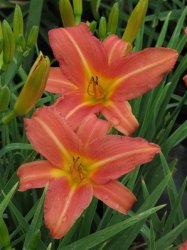 Daylily Plants: 'jef' - Beautiful Tall & Prolific Dark Pink Daylilies. Excellent Bud Count