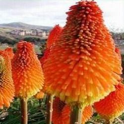 10 Kniphofia Caulescens Seeds - Sow Spring - Indigenous South African Bulbous Plant Seeds