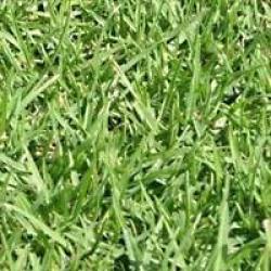 Kikuyu Lawn Grass Seed - Kikuyu - 1.75KGS - 250M2