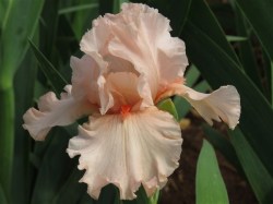 Iris Plants: Variety: 'goodbye Girl' - Refreshing Flamingo Pink Very Limited