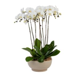 Luxury Multi Spike Phalaenopsis Orchid In Basket
