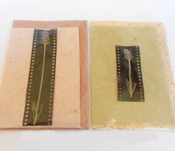 Lavender Film Gift Card & Envelope - Earth Card orange Env
