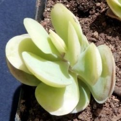 10 Kalanchoe Alticola Seeds - Indigenous South African Succulent Seeds - Worldwide Shipping
