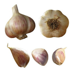 Susan Delafield Garlic - Heirloom Garlic - 100 Cloves Susan Delafield Garlic