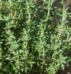 Thyme Winter 100 Seeds