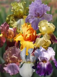 Irises: Iris Combo 24 Value Pack = 24 Plants 8 Different Var -3 Each R450.00 = Only R18.75 P Plant